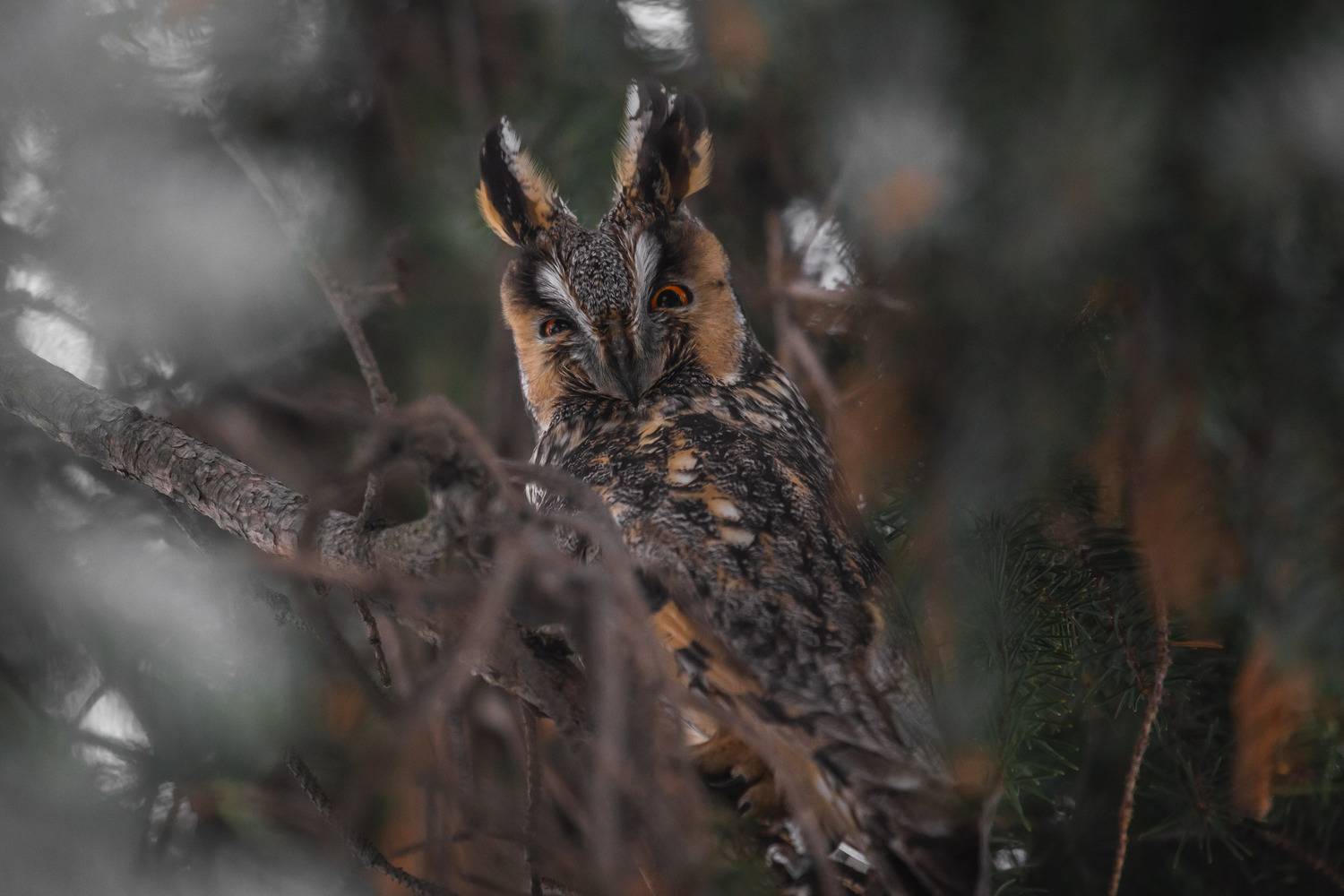 природа России, птицы России, бердвотчинг, Кормашова Татьяна