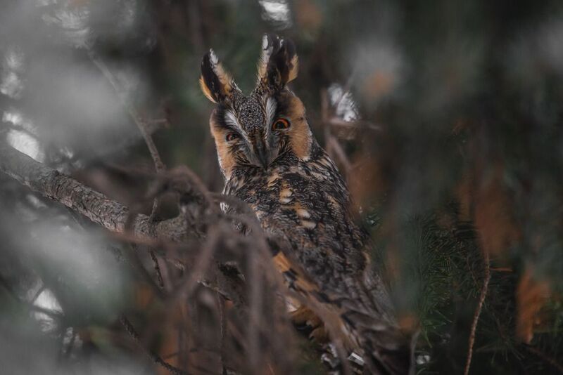 природа России, птицы России, бердвотчинг Недоброе утро фото превью