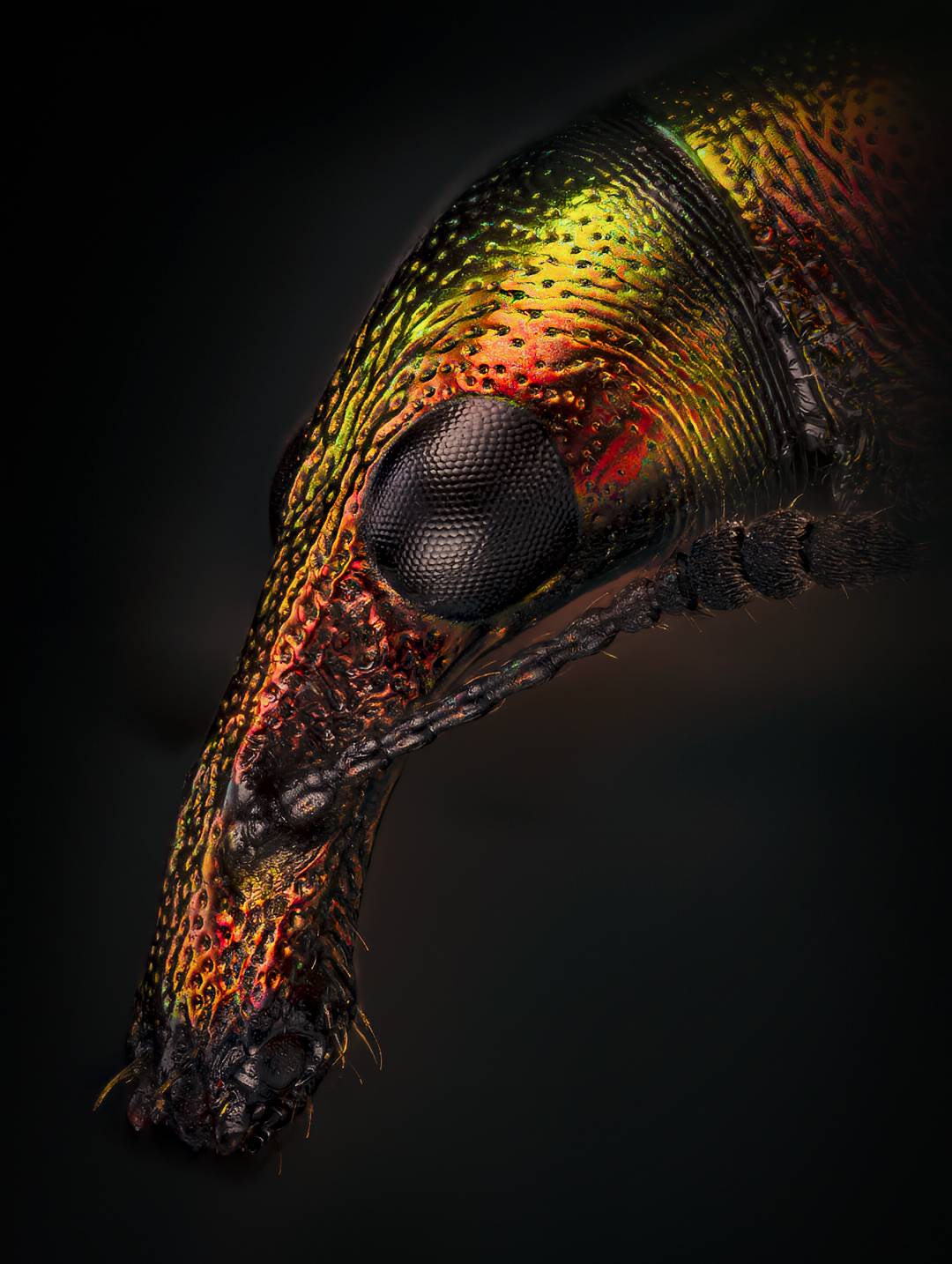 coleoptera, byctiscus populi, тополёвый трубковёрт, Kavaliauskas Eugenijus