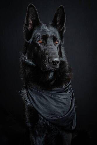 Хантер