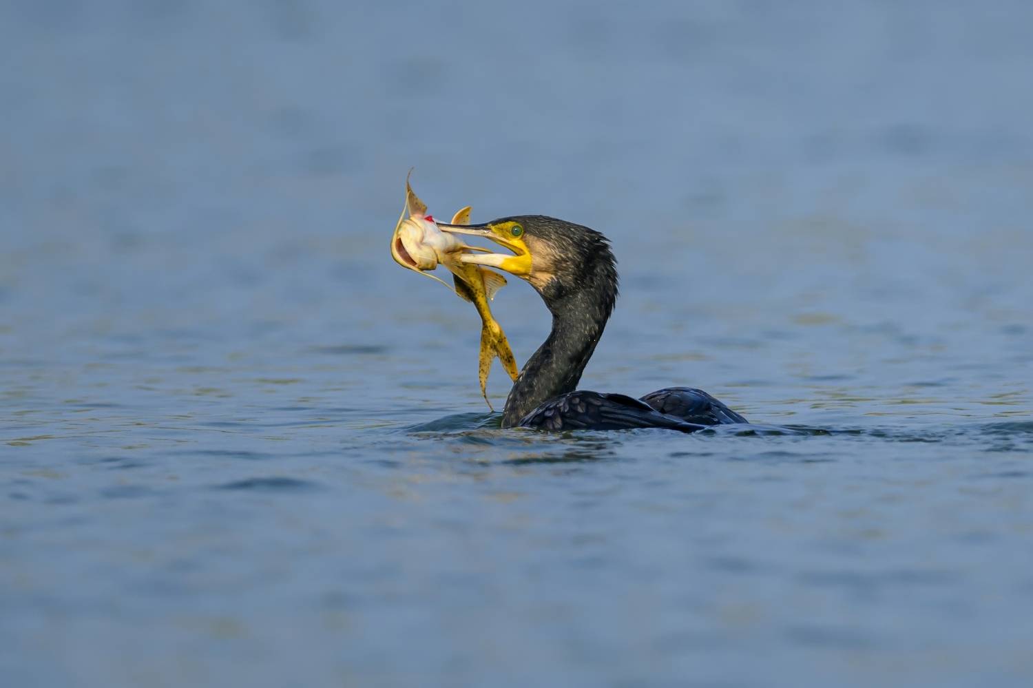 , Пупонин Сергей