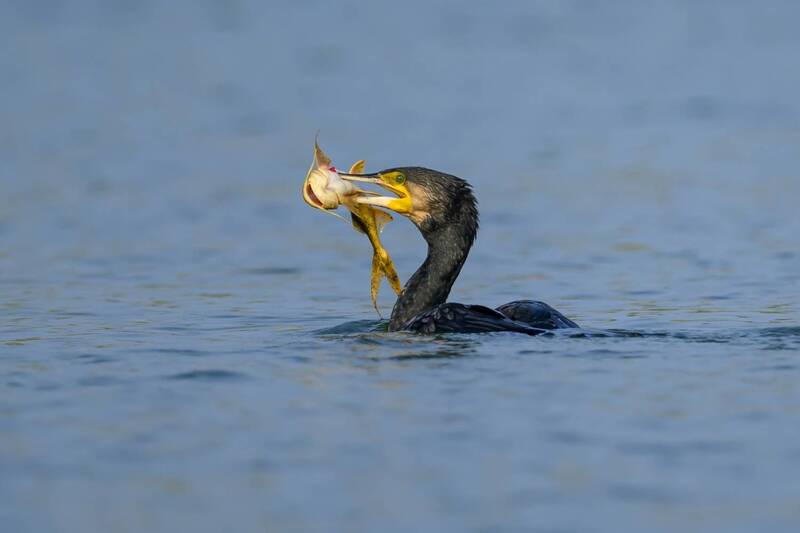 Ловись, рыбка, мала и велика! Теперь велика )) фото превью