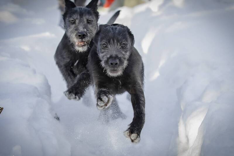 Фотосессия щенков. Январь 2026 фото превью