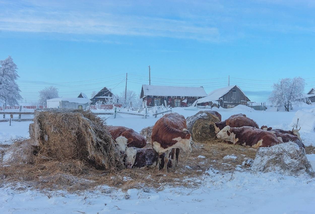 , Петр Косых