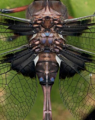 Wings of a dragonfly
