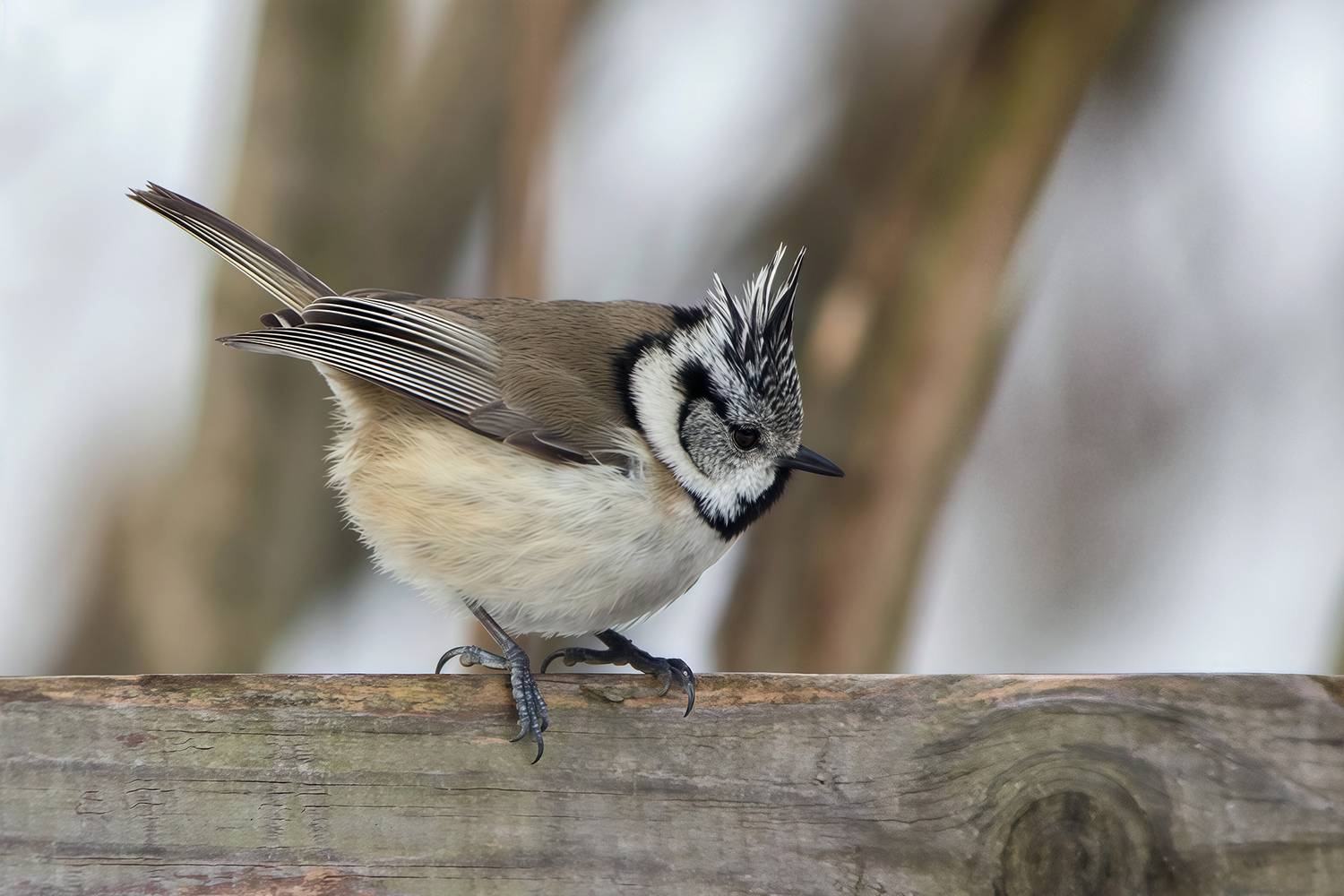 синица, хохлатая синица, гренадерка, гренадер, lophophanes cristatus, parus cristatus, КарОл