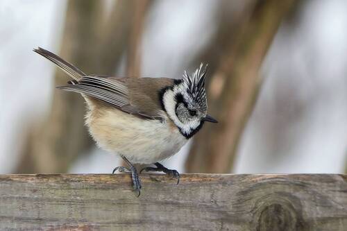 Хохлатая синица