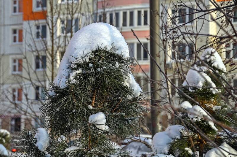 В снежной шапке-ушанке фото превью