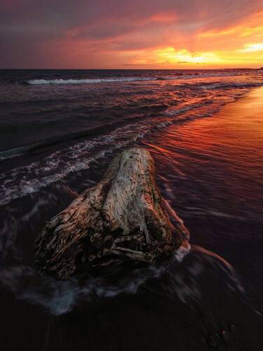 Driftwood.