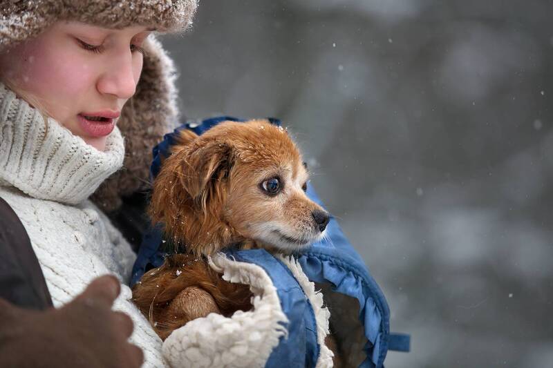зима, снег, собаки, уличный зимний женский портрет, чб фото Городские картинки. Снег в Городе фото превью