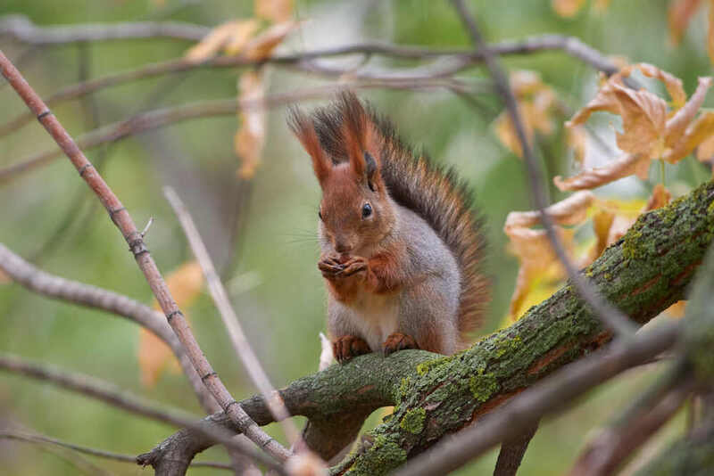 белка, scribus vulgaris,  # фото превью