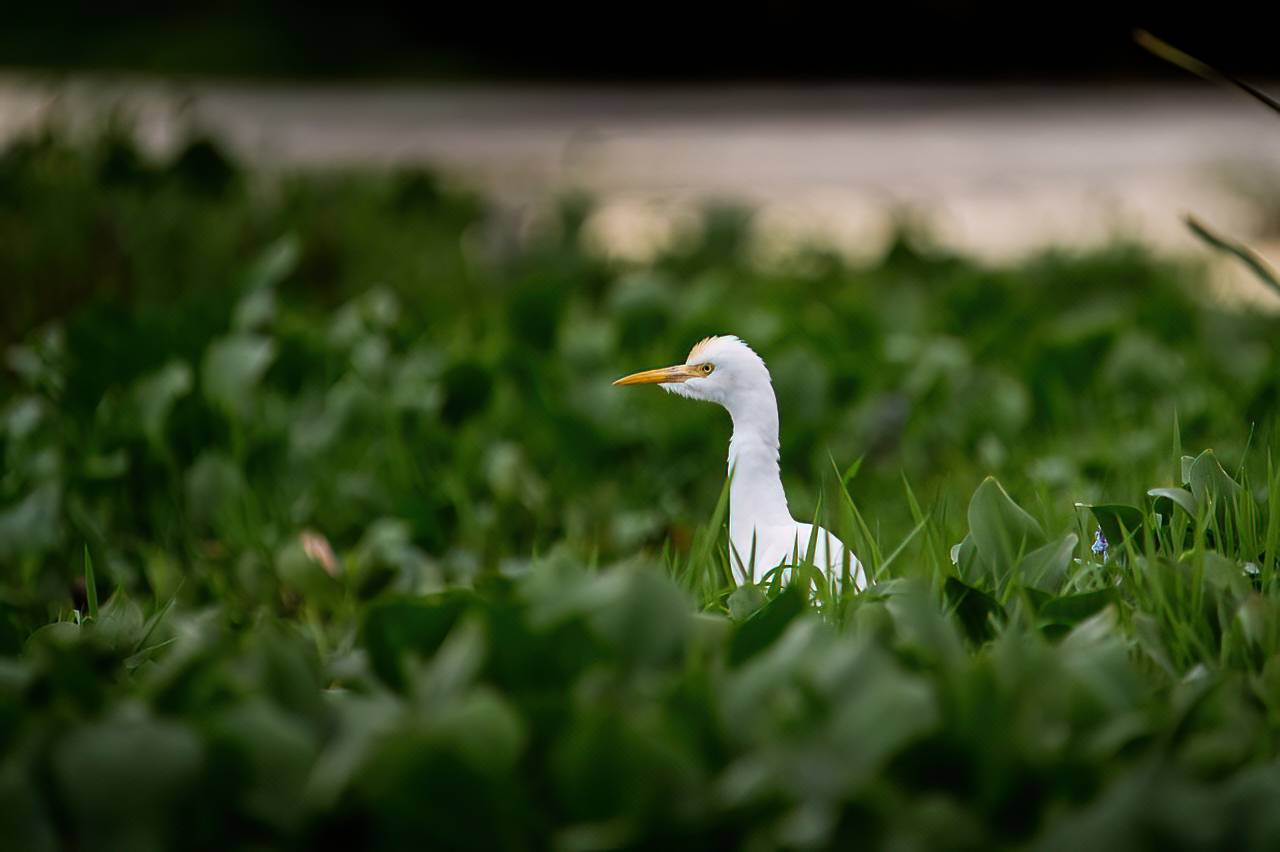 цапля, птица, Шри-Ланка, Anton