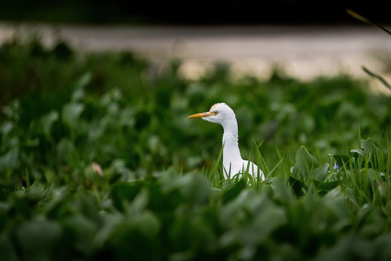 цапля, птица, Шри-Ланка восточная египетская цапля фото превью