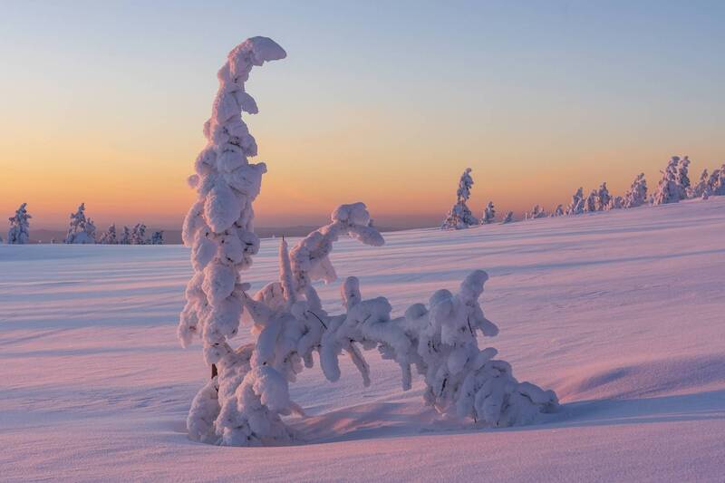 Мухтар, ищи след! фото превью