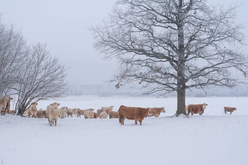 Пейзаж с коровами фото превью