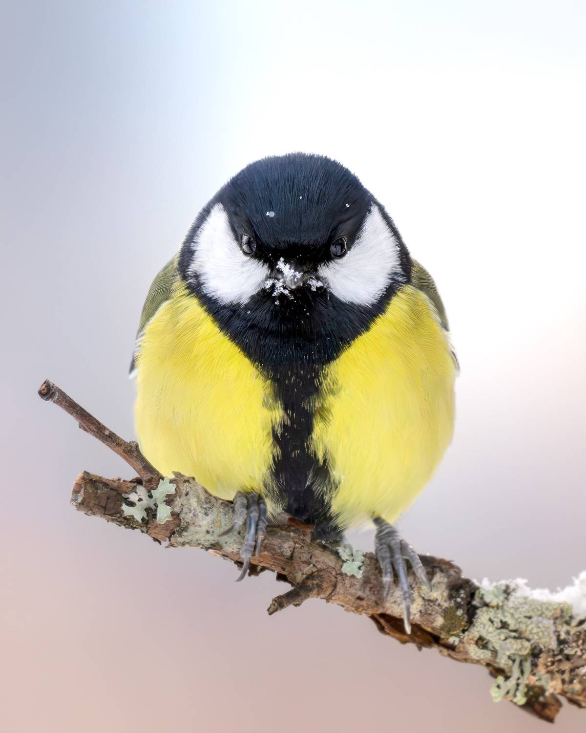 синица, птицы, фотоохота, birdwatching, birds, портрет, зима, лес, большая синица, Михаил Ездаков