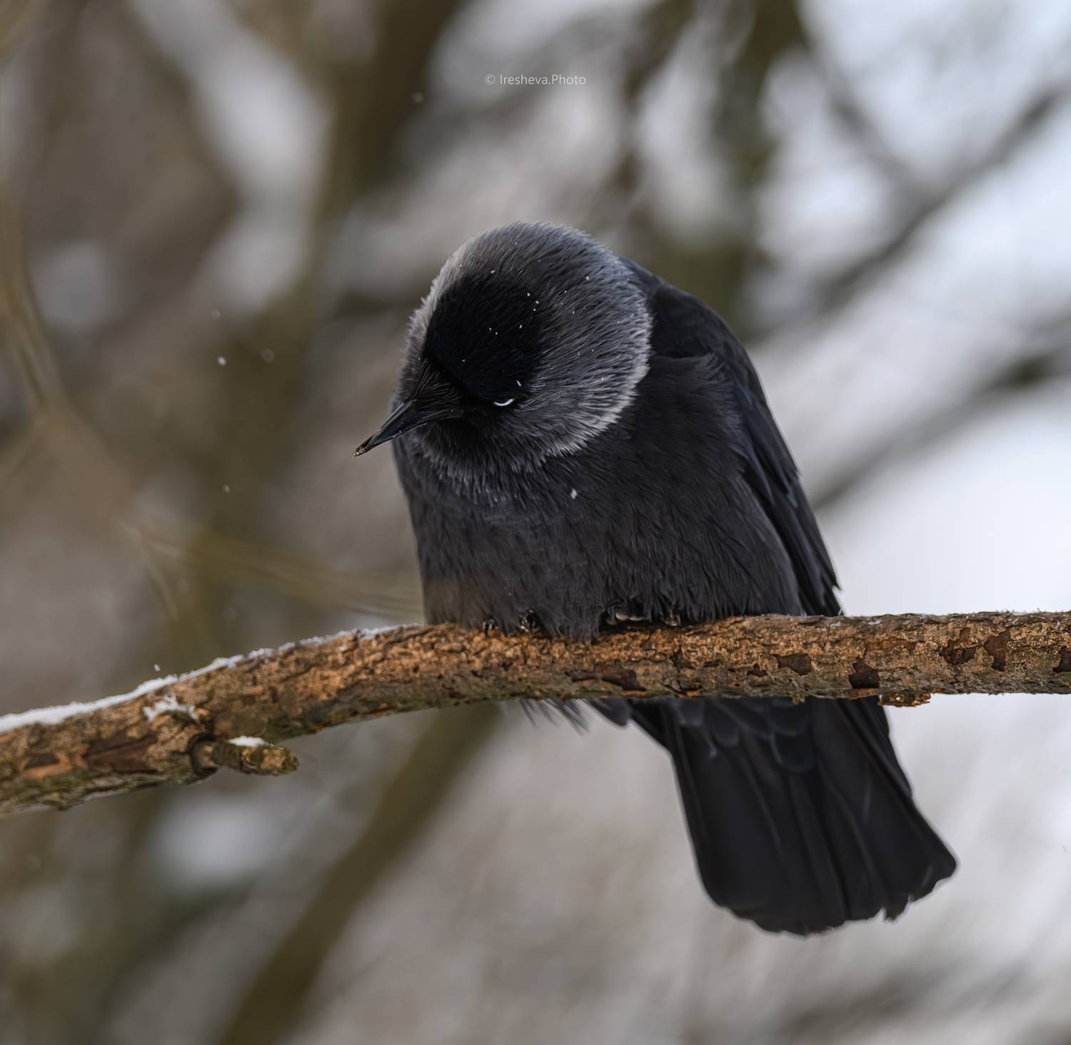 Галка,птица,врановые, Ирешева Мария