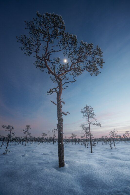 В кроне северной пальмы фото превью