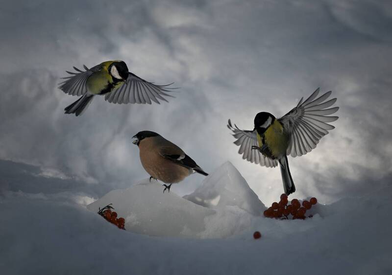 *** фото превью