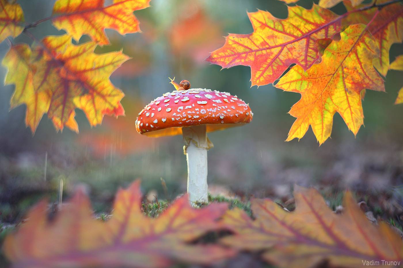 улитка, гриб, мухомор, осень, Вадим Трунов