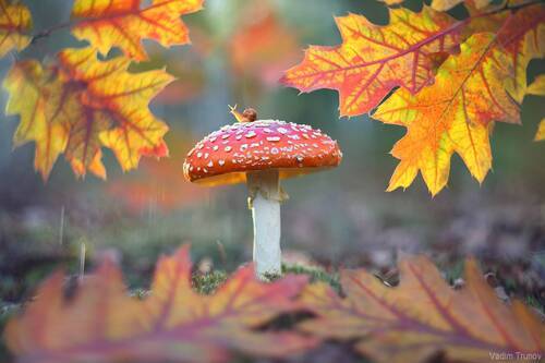 Яркая осень