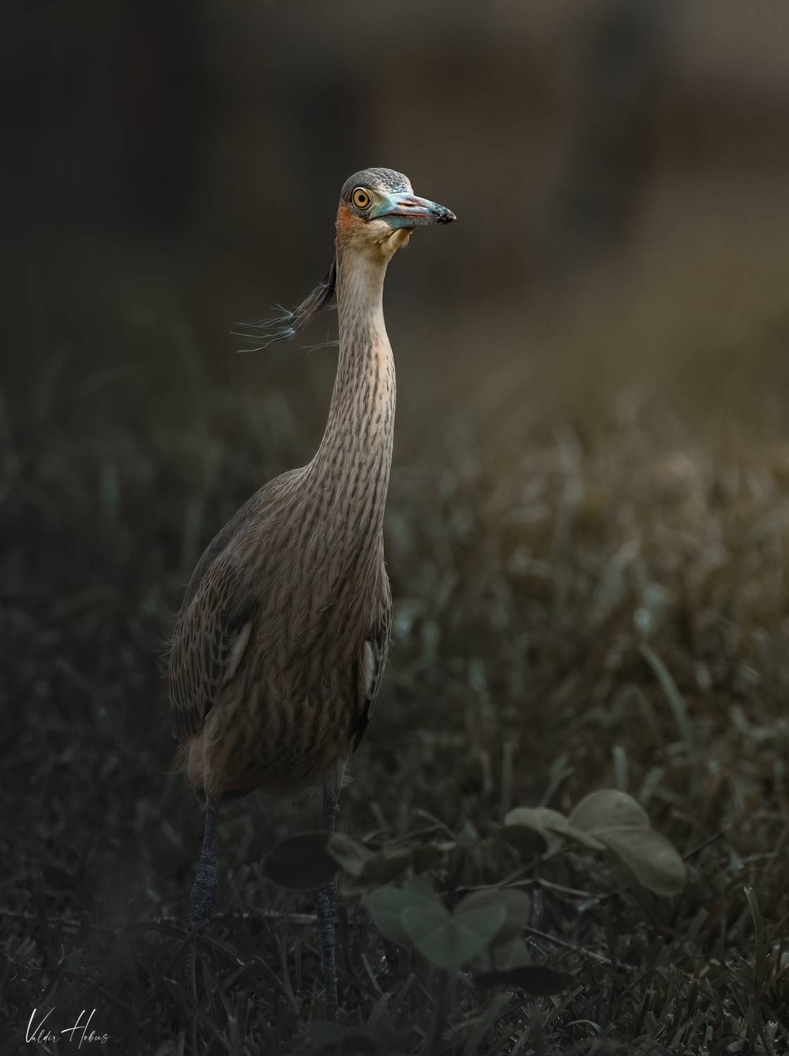 bird, egret, darkmood, Valdir Hobus