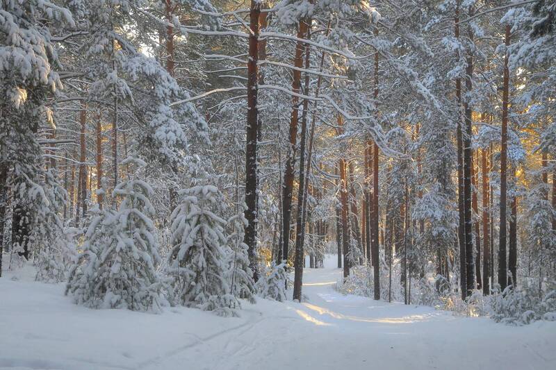 в зимнем лесу фото превью