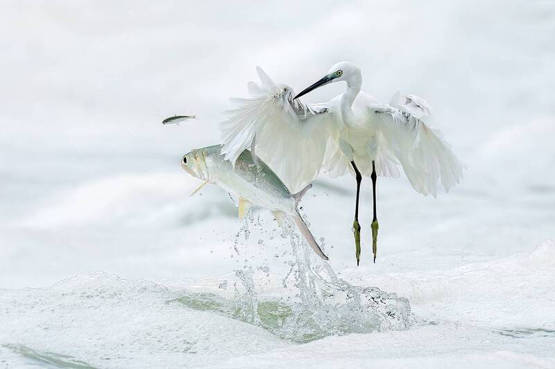 egret, fish The Epic of Survival in the Waves ——The life struggle between egrets and fish фото превью