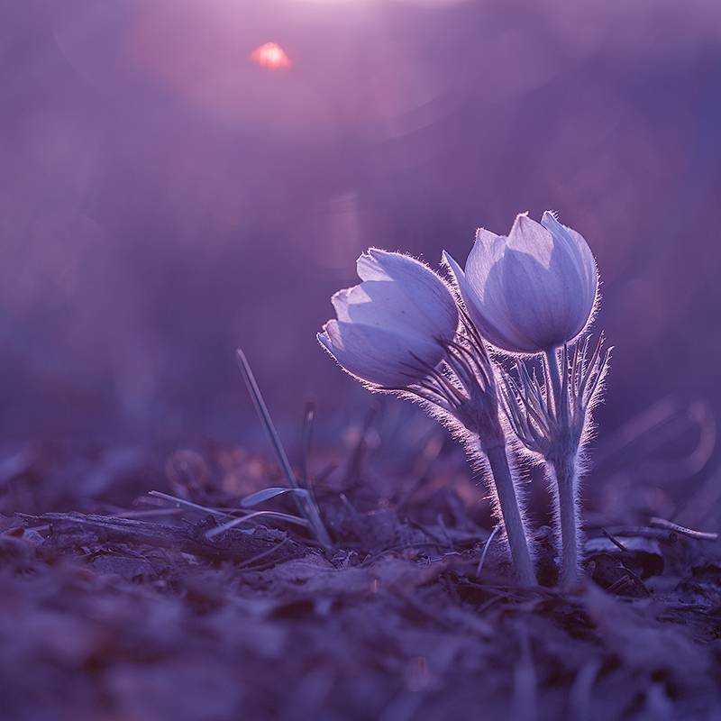 макро, природа, боке, цветы, сон-трава, прострел, подснежник, лес, весна, май, macro, nature, flowers, Sokolova Tatiana
