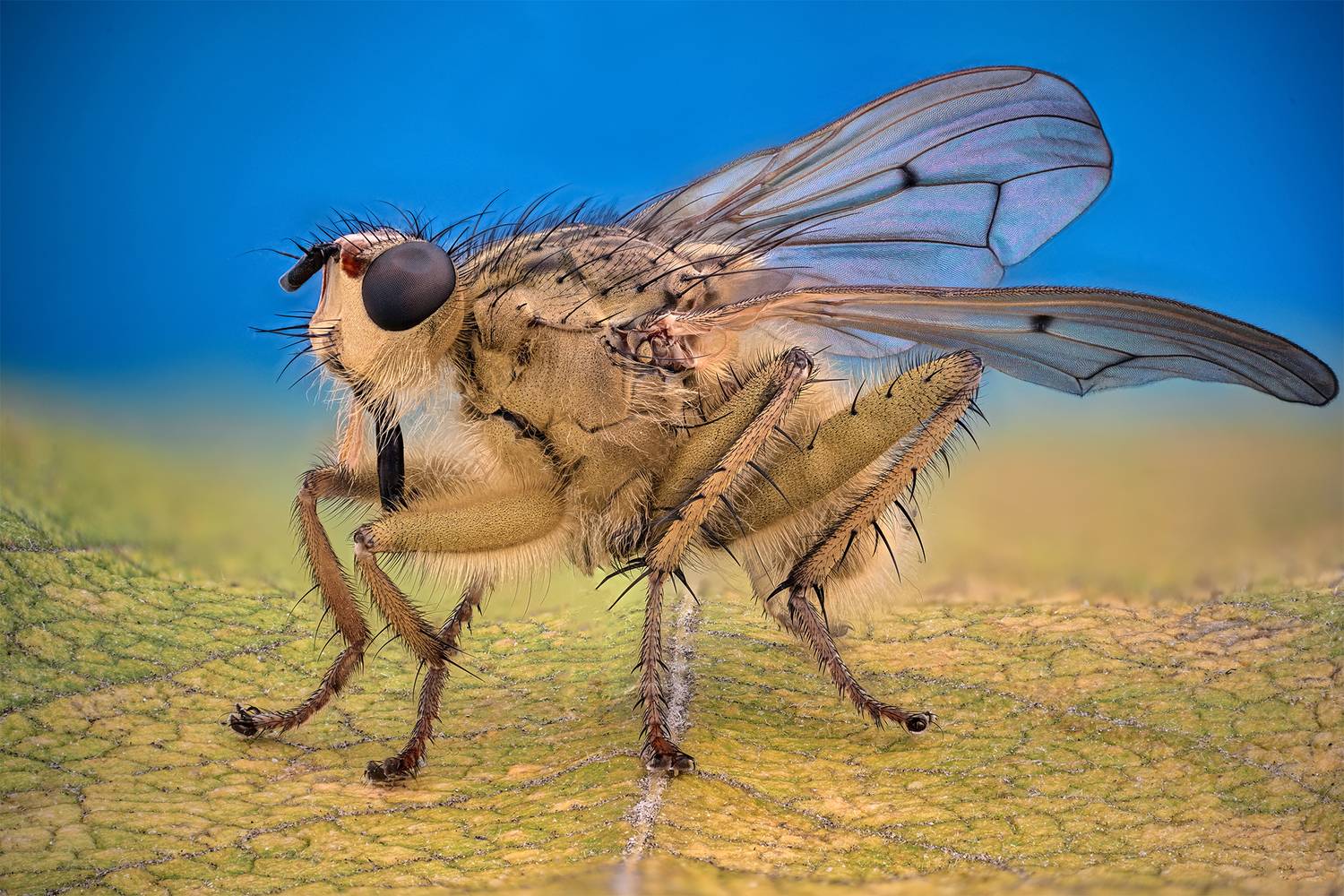 ceclii, macro, Tsvetan Ganev