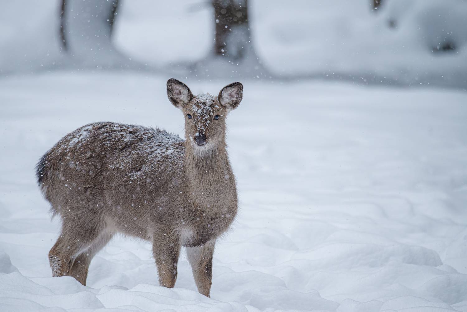 олень, deer, лес, снег, снежинки, forest, snow, Сергей Немцев