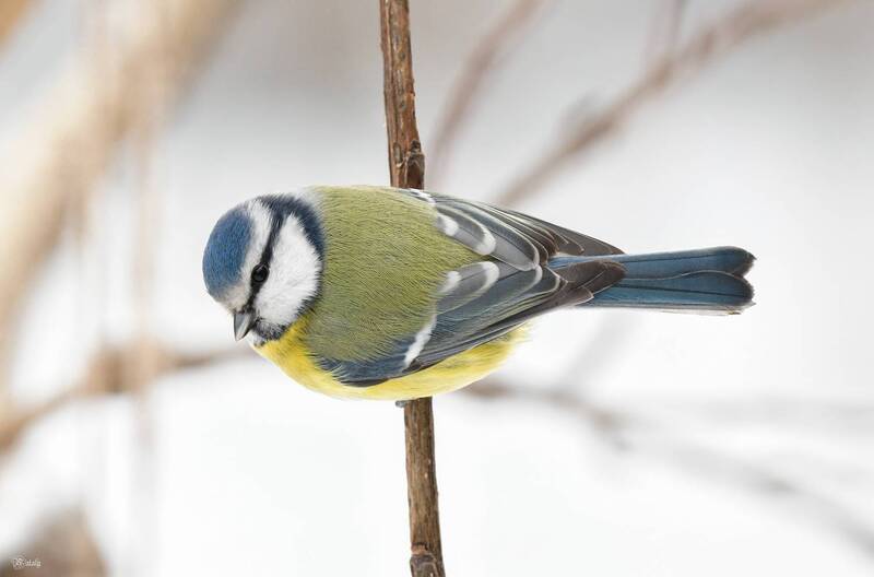 Лазоревка фото превью