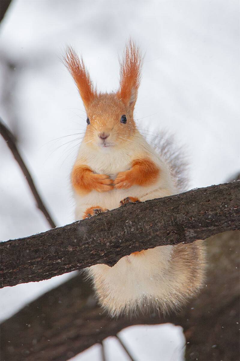 , Чудинин Дмитрий