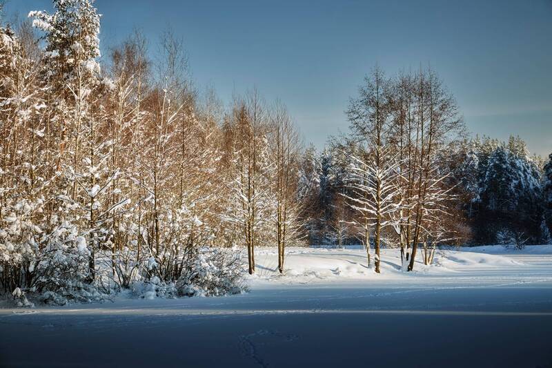 деревья, снег, свет На заснеженном озере фото превью