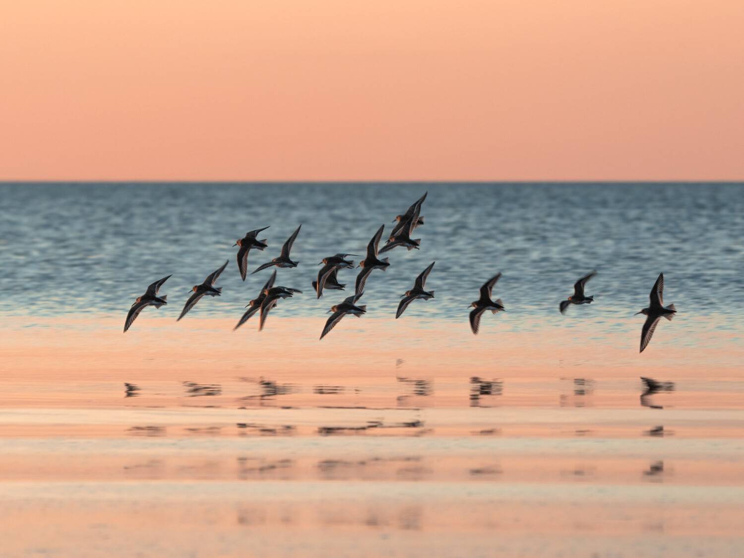 Чернозобик, балтийское море, Eduard Zhuravlev