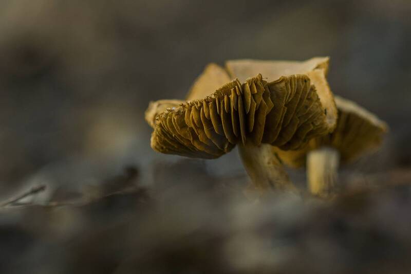 nature, close-up, outdoor, mushroom, fungus,  autumn Mushrooms фото превью