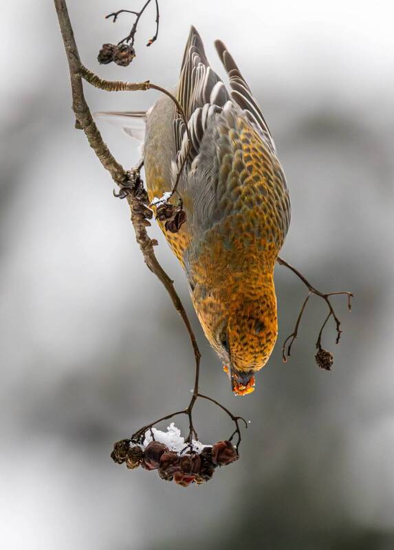 Щур фото превью