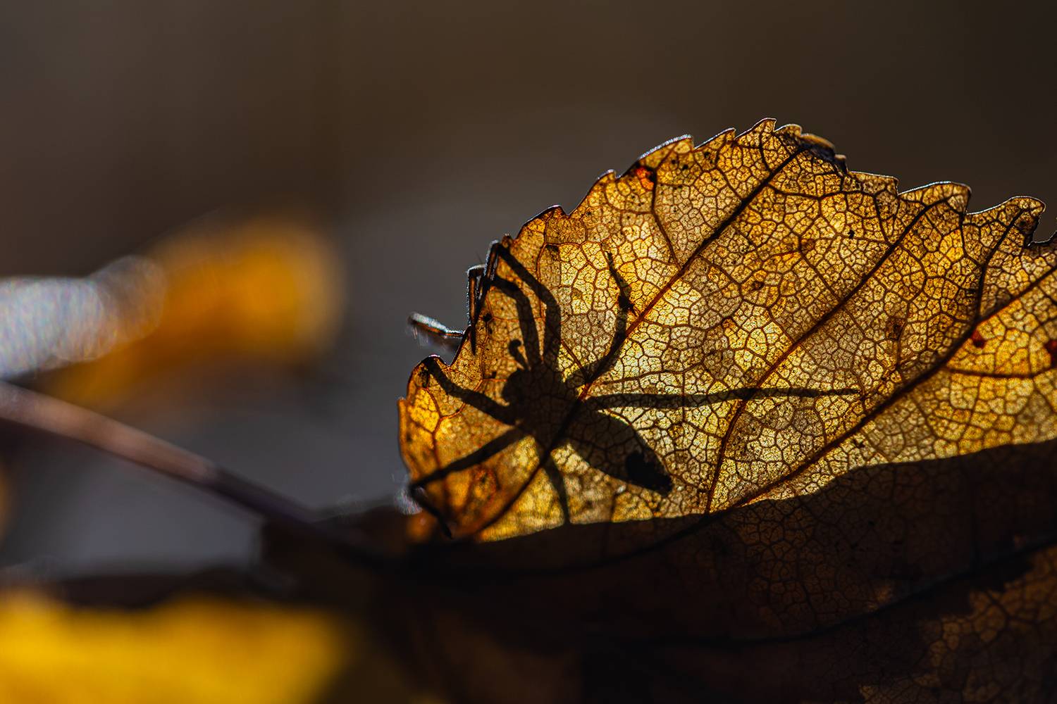 , Илья Михеев