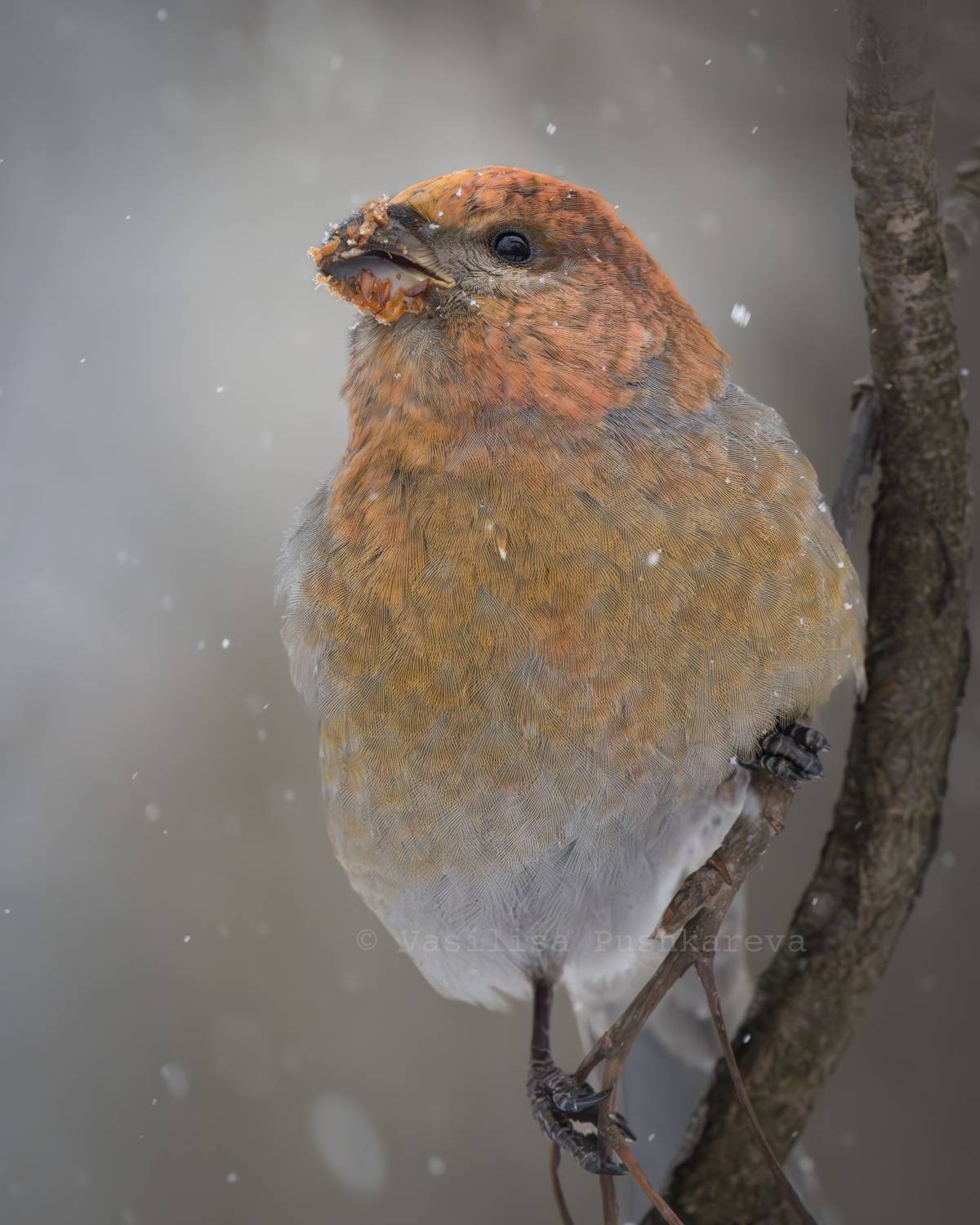 Обыкновенный щур, птица, Пушкарева Василиса