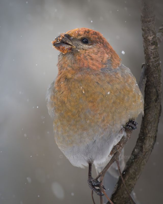 Обыкновенный щур, птица Обыкновенный щур фото превью