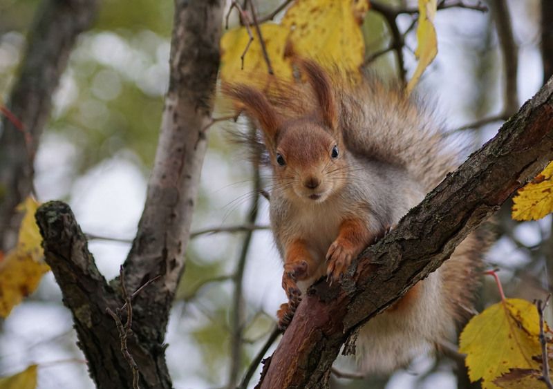 Белка Белка фото превью