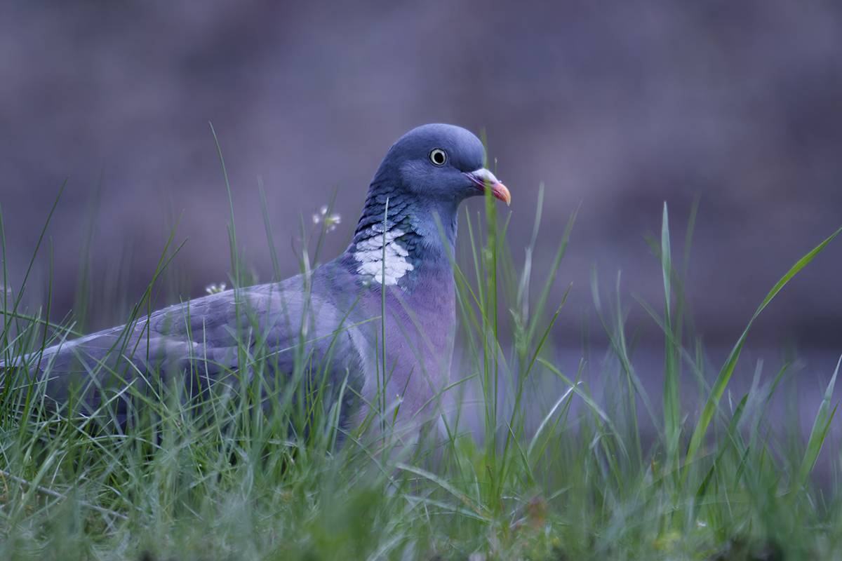 bird, птица, весна, вяхирь, columbapalumbus, калининград, Хилько Марина
