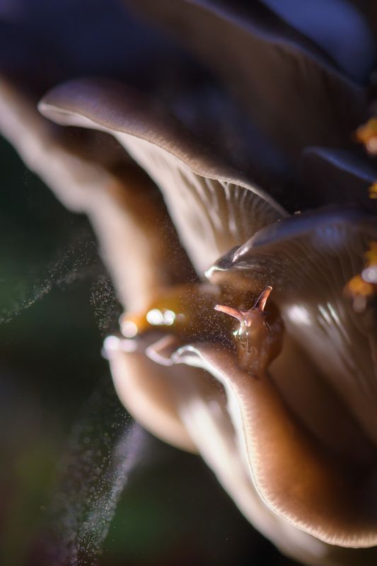 Мечтательный фото превью