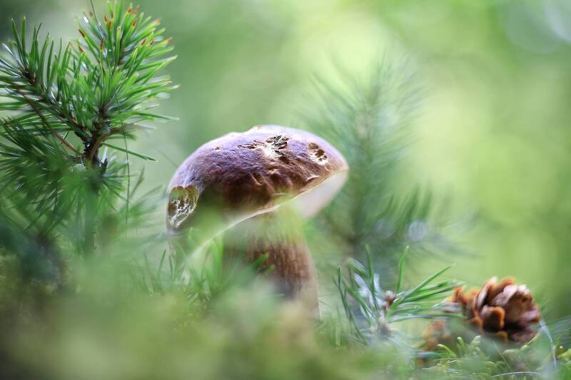 СМС (от белки) фото превью