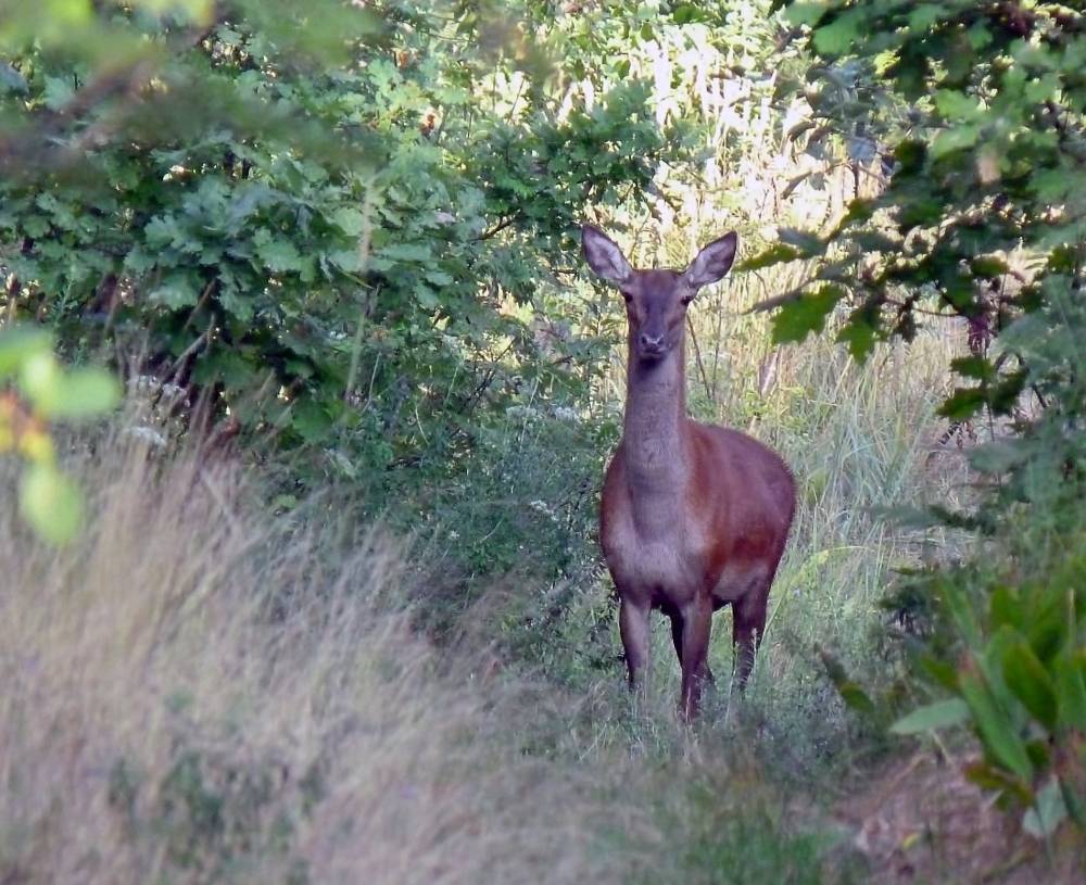 , Савоцкий Роман