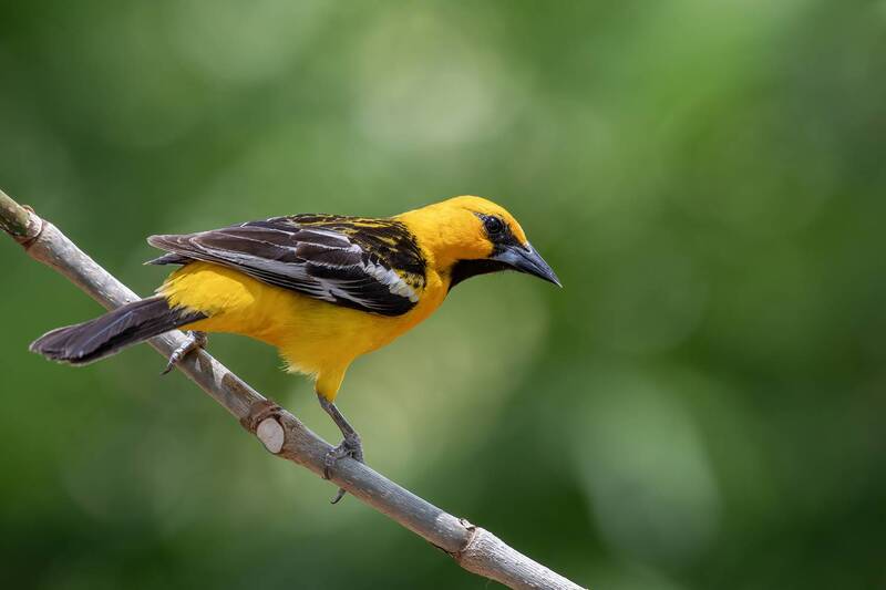 Streak-backed Oriole фото превью