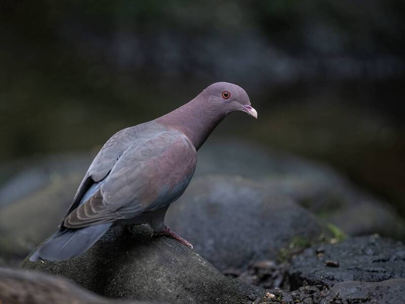 Red-billed Pigeon фото превью