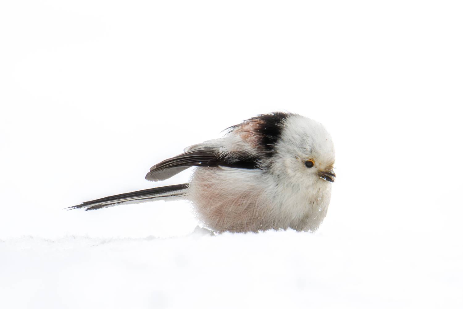 , Морозов Сергей