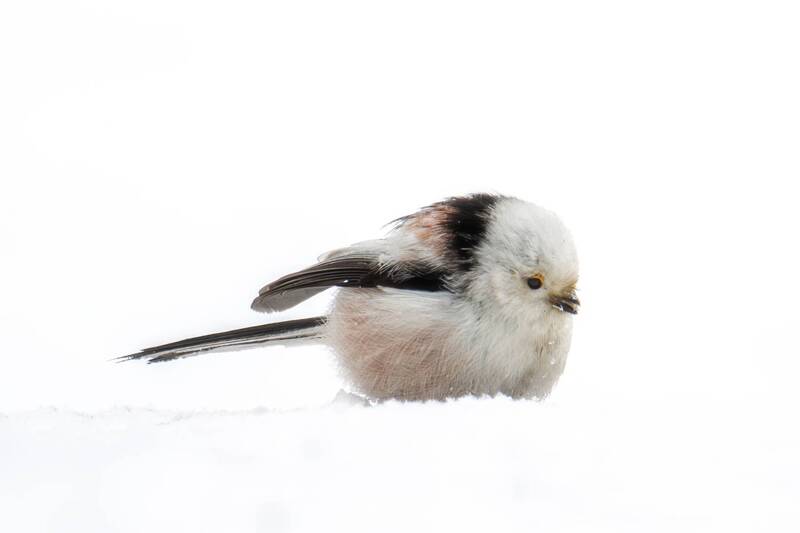 Ополовник фото превью