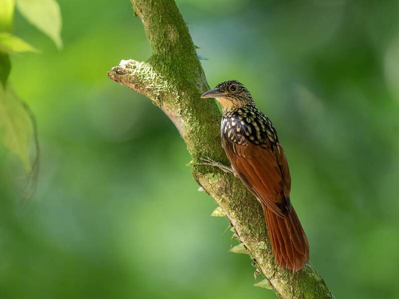Black-striped Woodcreeper фото превью